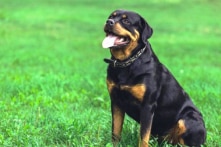 Từ năm 2021, Hà Nội sẽ cấm bán thịt chó?