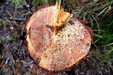 Lâm Đồng: Điều tra vụ phá rừng thông để chiếm đất