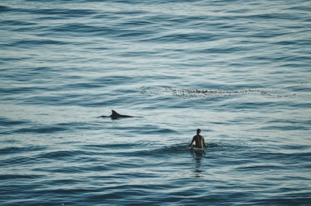 Người đàn ông đấm cá mập và vẫn sống sót