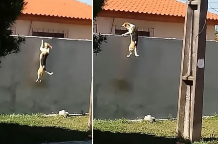 Thú vị: Chú chó vượt tường 7 lần cuối cùng đã thành công