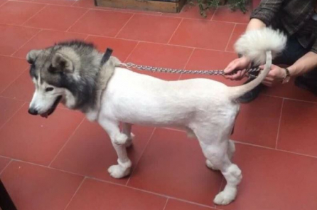 Câu chuyện ông lão và “con chó trụi lông”