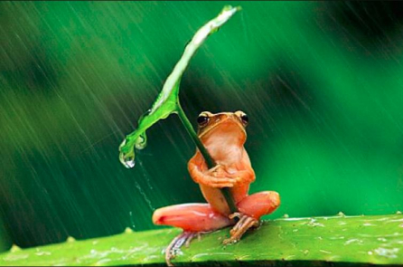 Câu chuyện suy ngẫm về “con ếch, sự nỗ lực và sức mạnh của lời nói”