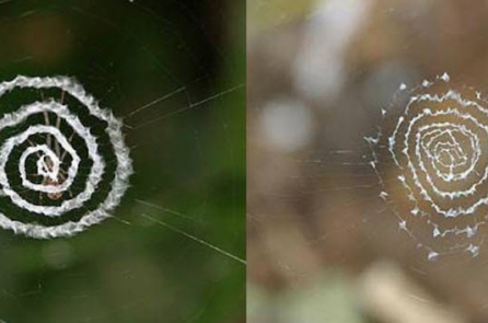 Nhện trang trí mạng nhện bằng những hình kỳ lạ, làm giới khoa học tranh cãi