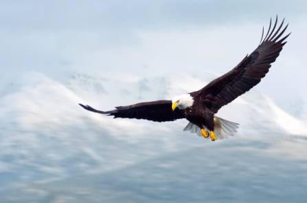 Chỉ đơn giản là cắt cành nơi chim đậu, chúng sẽ tự bay lên…