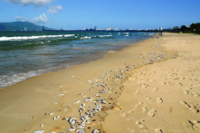 Vụ 2 tấn cá mòi chết trắng bờ biển Đà Nẵng: Nước biển đạt chuẩn