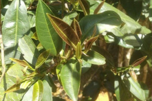 Phát hiện loài cây không chứa caffeine có thể thay thế trà ở Trung Quốc