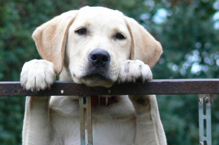 Chú chó trung thành và sự hiểu lầm bi thương