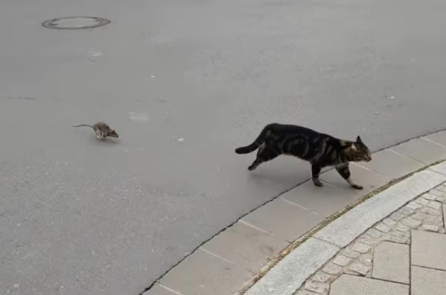 Chú mèo bắt chuột bị chuột đuổi “chạy cong đuôi”