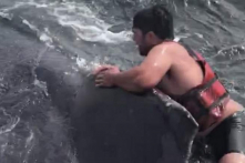 Mỹ: Ngư dân nhảy lên lưng cá voi đang bị kích động để giải cứu nó (video)