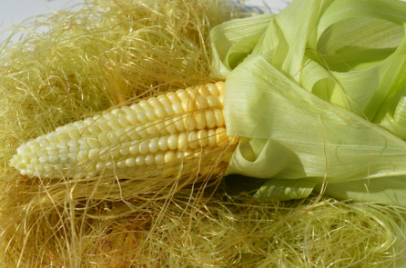 Giá trị chữa bệnh từ cây ngô và những kiêng kỵ khi dùng