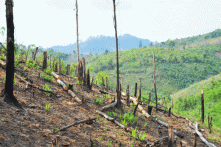 Gia Lai: BQL rừng Đắk Đoa trục lợi gần 5,4 tỷ đồng