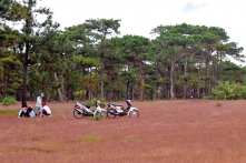 Gia Lai giao 200ha rừng thông Đắk Đoa cho FLC làm sân golf