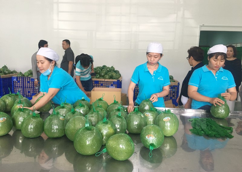 tram trung chuyen trai cay Ben tre