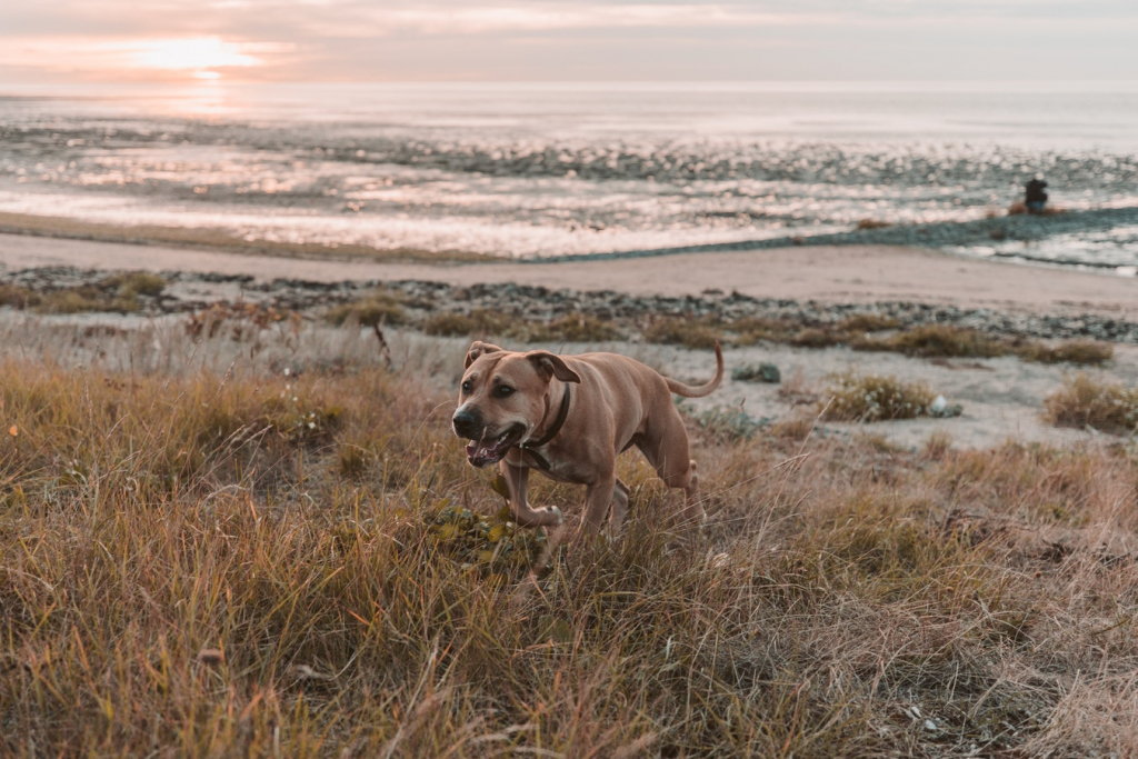 unsplash Dog