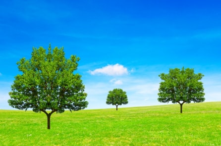 Giấc mơ của 3 cái cây