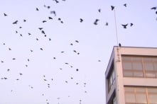 Quạ đen đang “xâm chiếm” thành phố Matsuyama ở Nhật