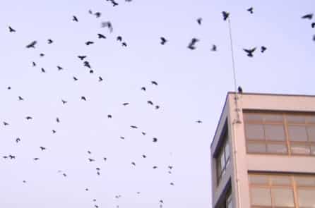 Quạ đen đang “xâm chiếm” thành phố Matsuyama ở Nhật