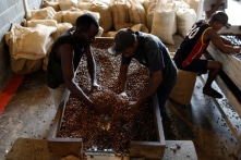 Chính quyền Maduro thu cacao của dân, gọi đó là khoản truy thu nợ thuế
