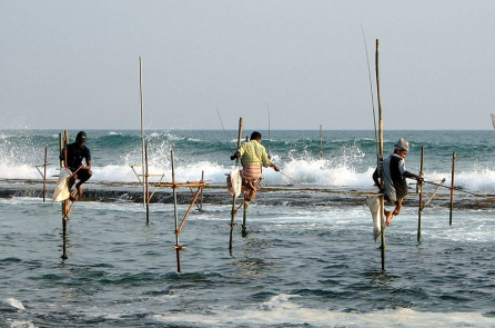 Truyền thống độc đáo của Sri Lanka: Câu cá trên cọc gỗ giữa biển