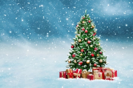 Bạn có biết về nguồn gốc của cây thông Noel?