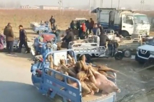 Trung Quốc: Dịch heo châu Phi tiếp tục bùng phát, video “chợ heo chết” được lan truyền