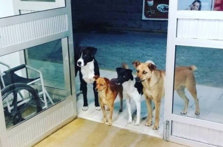 4 chú chó đứng đợi người vô gia cư trong bệnh viện