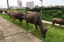 Cấm đánh đập, hành hạ trâu, bò, lợn… từ ngày 1/1/2020