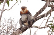 Bảo tồn voọc chà vá chân xám quý hiếm tại Quảng Nam