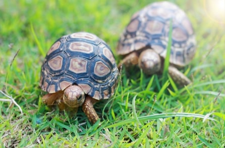 Chuyện nhà rùa đi… picnic
