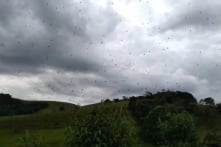 “Mưa nhện” ở Brazil: Nhện phủ kín bầu trời, người dân kinh sợ