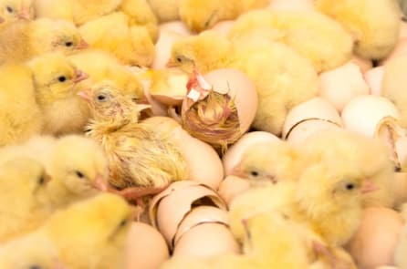 Sáng kiến trứng gà “không sát sinh” đầu tiên trên thế giới