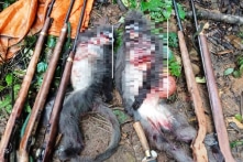 Nghệ An: Hai cá thể voọc xám quý hiếm bị bắn chết