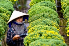 Nhọc nhằn sắc hoa Sa Đéc