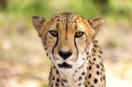 Tiếng kêu của báo săn Gêpa hùng dũng giống như tiếng… mèo con