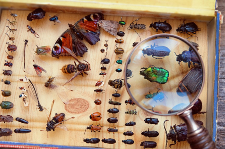 Côn trùng đang chết hàng loạt – dấu hiệu lần Đại tuyệt chủng thứ 6