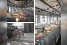 Trung Quốc: Dịch heo châu Phi tấn công khu chăn nuôi cao cấp, thông tin bị phong tỏa