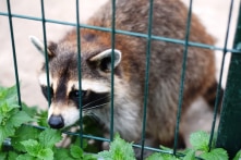 Năm 2018, hơn 500 cá thể động vật hoang dã được giải cứu