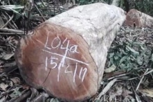 Đắk Nông: Hàng chục khối gỗ bị cưa hạ