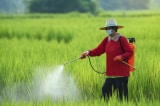 “Hóa chất vĩnh cửu” mới đi vào chuỗi thực phẩm, hé lộ tình thế tiến thoái lưỡng nan