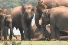 300 con voi thương tiếc không nỡ rời xa đồng loại