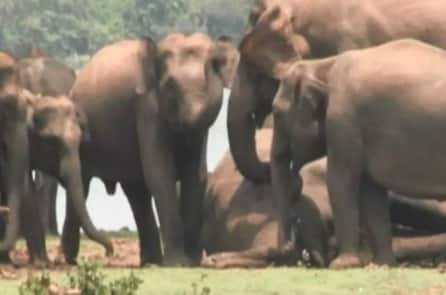 300 con voi thương tiếc không nỡ rời xa đồng loại