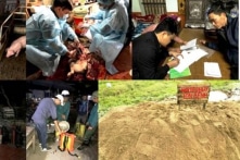 Xuất hiện dịch tả lợn Châu Phi tại Việt Nam