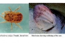 Thêm Ninh Bình, Quảng Ninh, dịch tả lợn châu Phi lan ra 12 tỉnh, thành