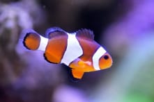 6 loài động vật có thể “tự” hoặc “bị” thay đổi giới tính