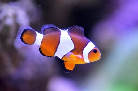 6 loài động vật có thể “tự” hoặc “bị” thay đổi giới tính