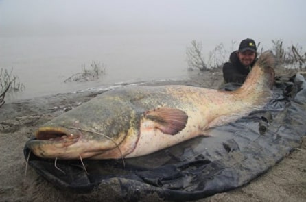 Câu được con cá nheo khổng lồ dài gần 2,7m