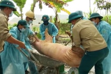 Địa phương thứ 8 phát hiện ổ dịch tả lợn châu Phi