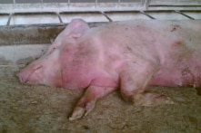 FAO khuyến nghị Việt Nam ban bố tình trạng khẩn cấp về dịch tả lợn châu Phi