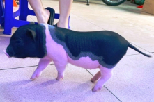 Bộ Nông nghiệp đề nghị kiểm soát chặt lợn cảnh nhập lậu vào Việt Nam