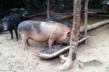 Bắc Ninh: Ít nhất 62 trẻ  bị nhiễm sán lợn nghi ăn thịt bẩn